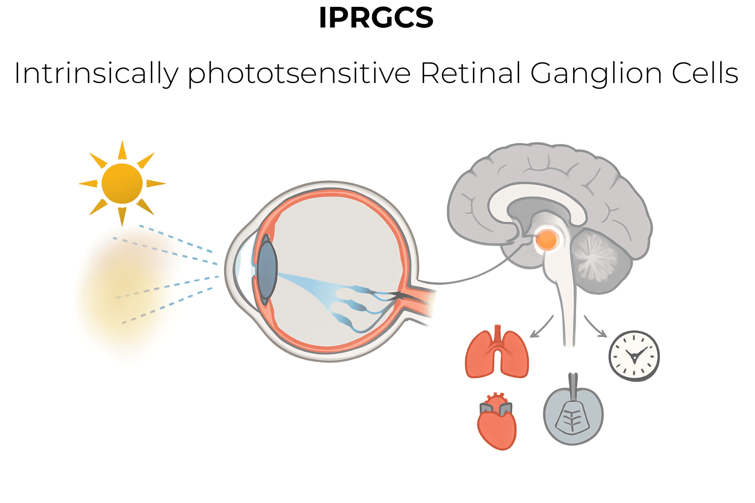 Rods, cones, and ipRGCs roles in vision and circadian response.