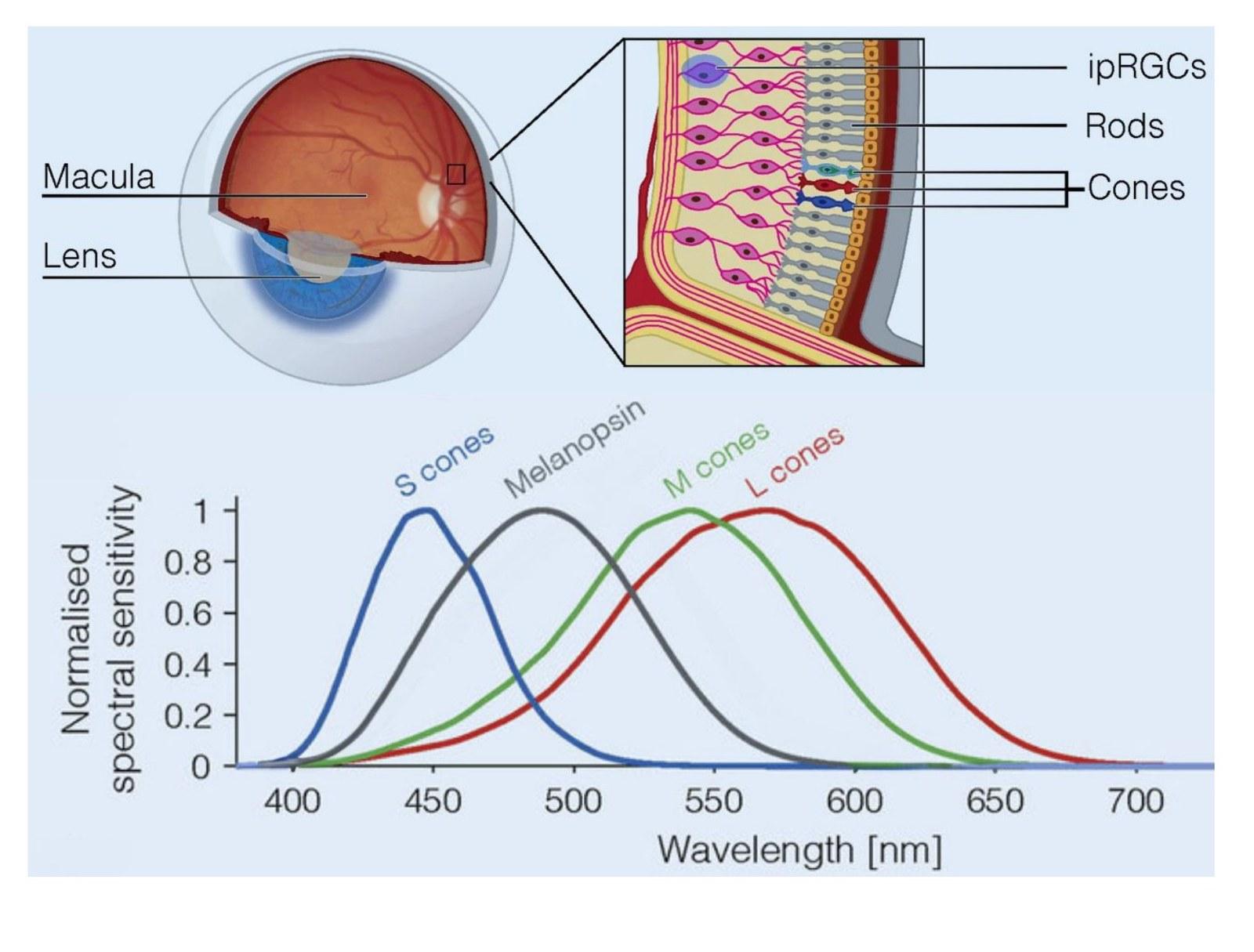 Diagram of the human eye and retina showing ipRGCs alongside rods and cones, with a chart of spectral sensitivity showing melanopsin peaking near 490 nanometers