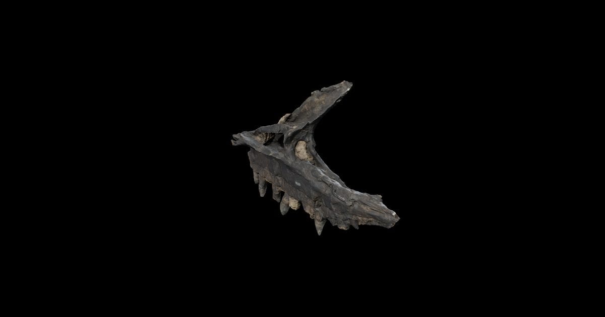 Allosaurus jaw (fossil)