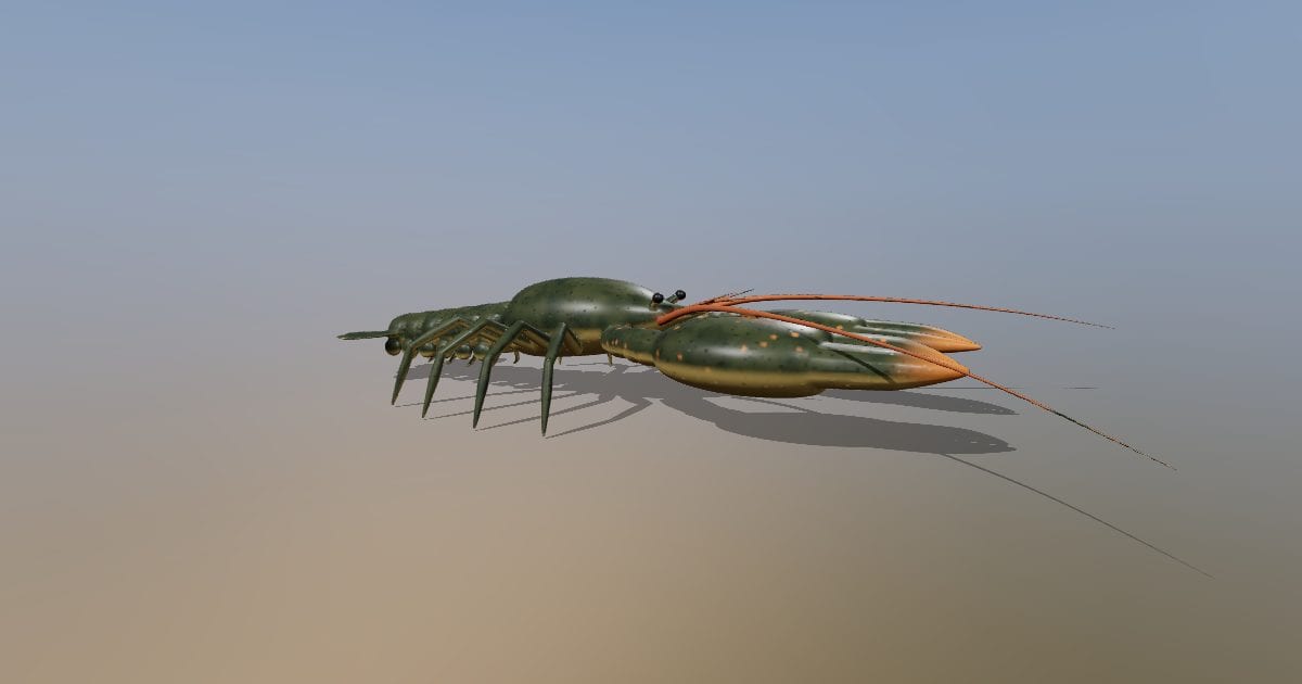 American lobster
