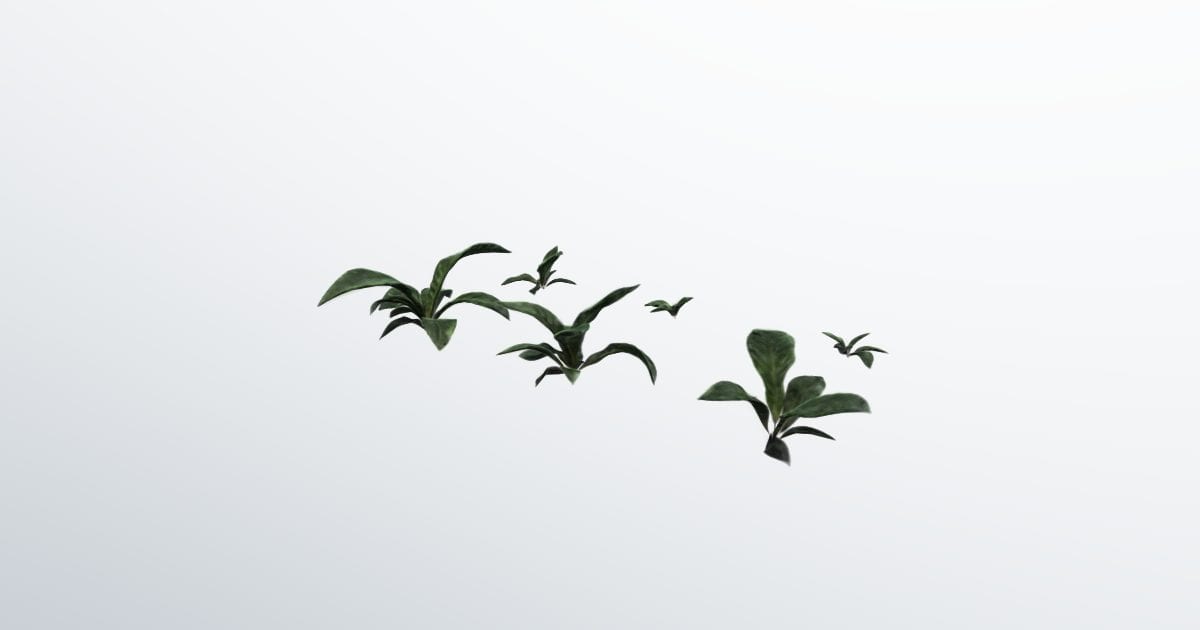 Anthurium plant cuttings (.splat)