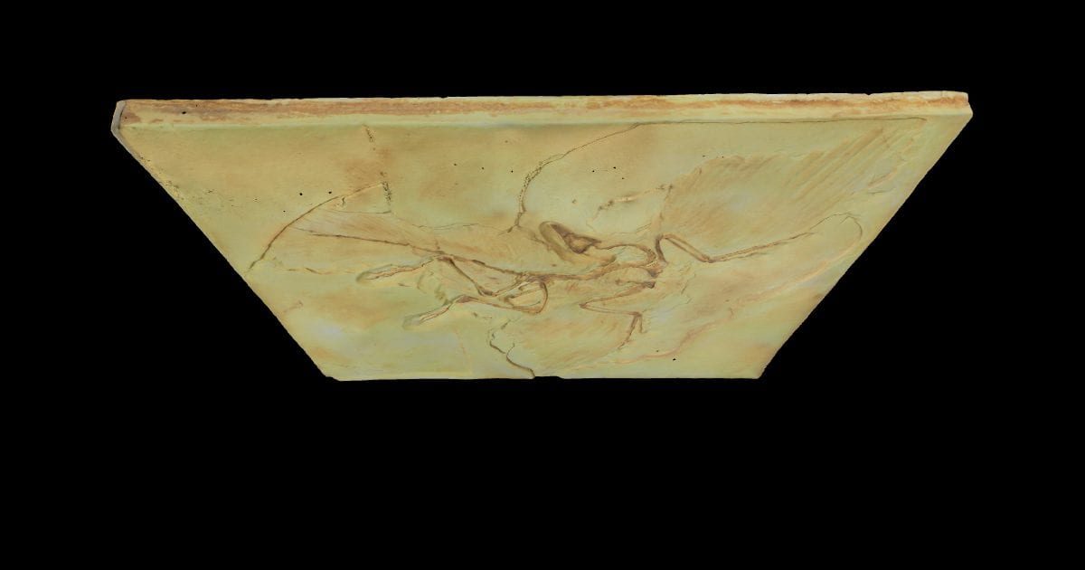 Archaeopteryx fossil