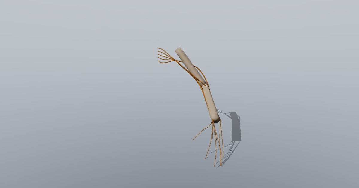 Arm nerves