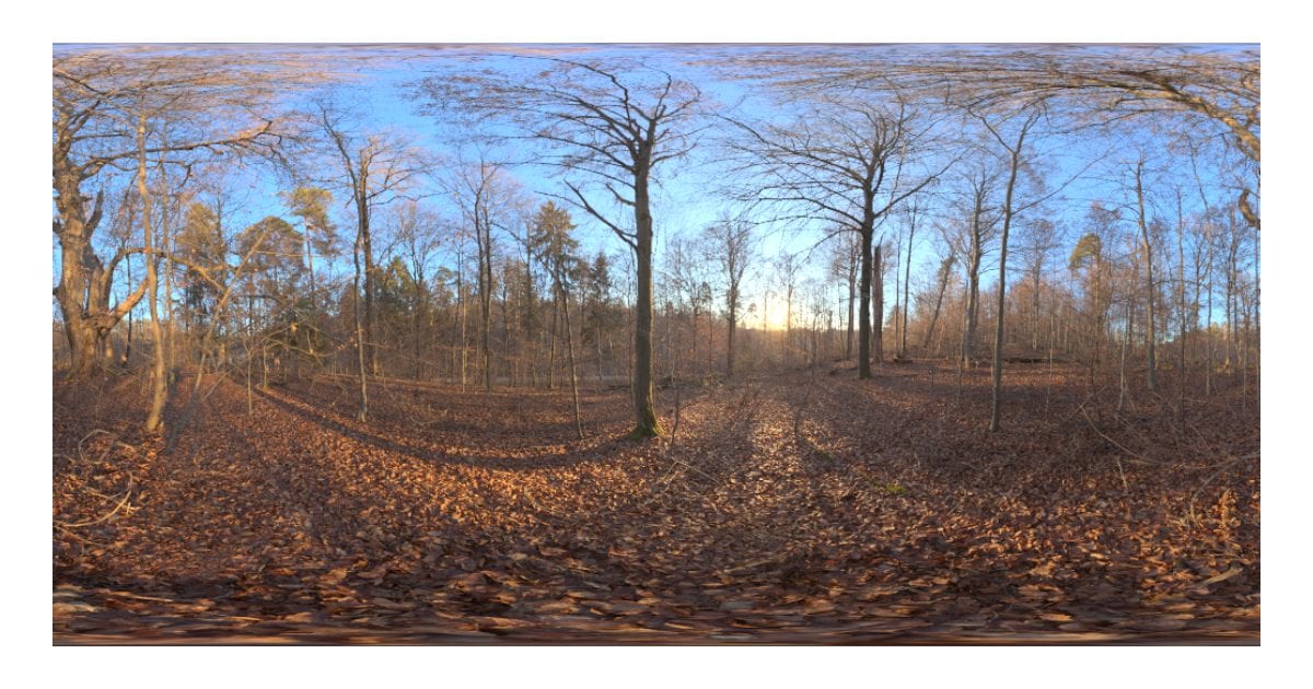 Autumn forest, low sun (HDR)