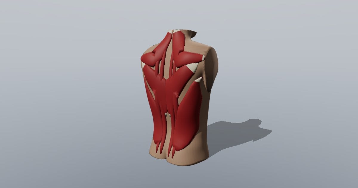 Back musculature