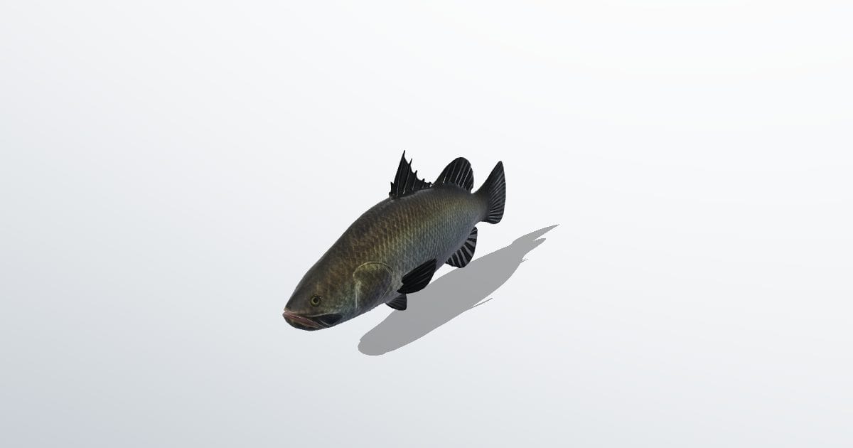 Barramundi fish