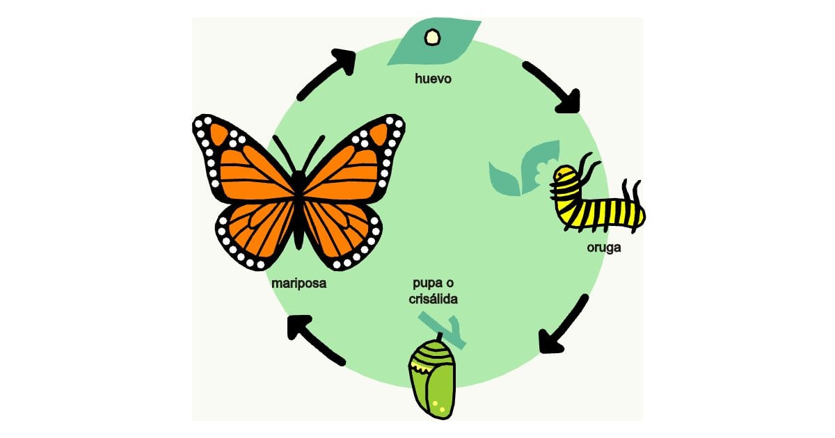 Butterfly life cycle diagram