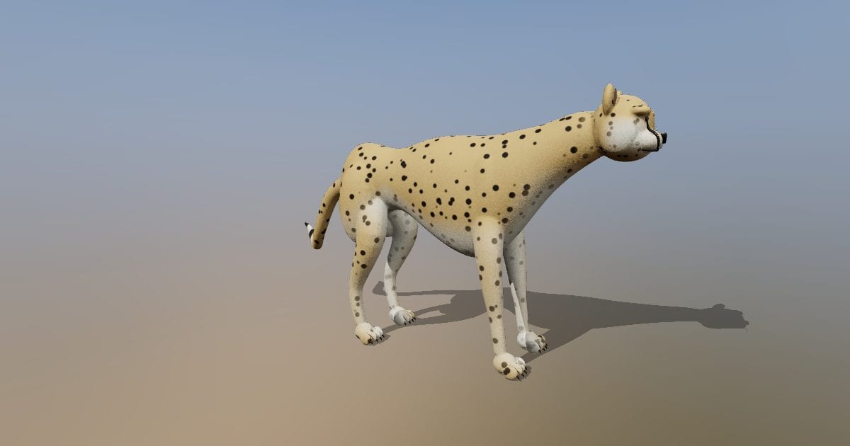 Cheetah