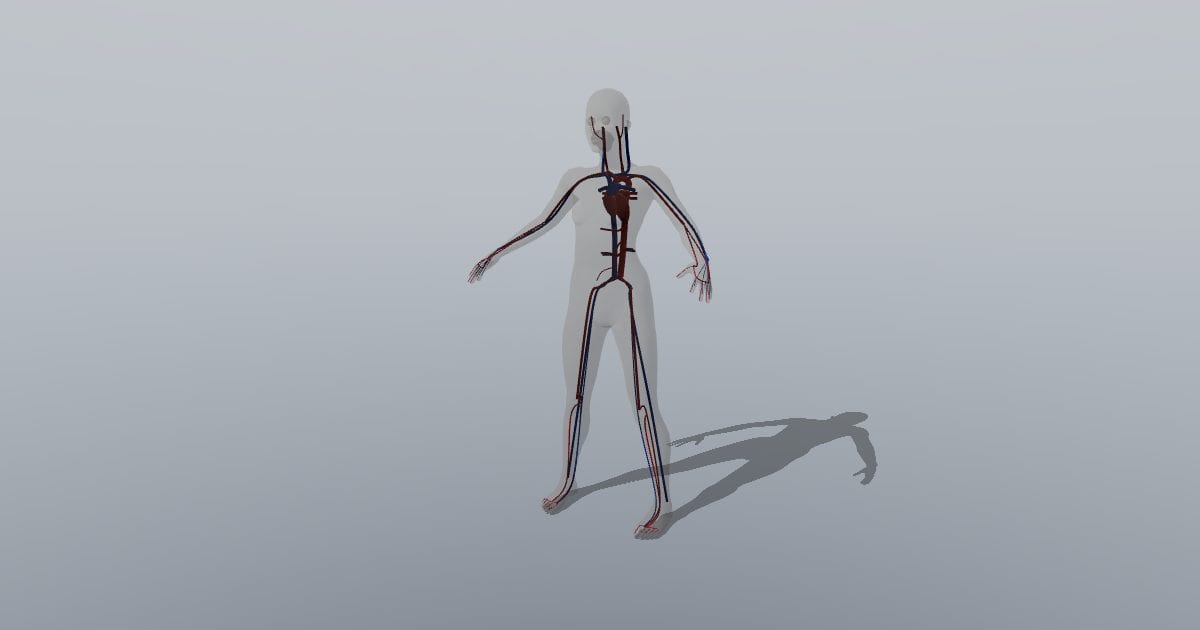 Circulatory system figure