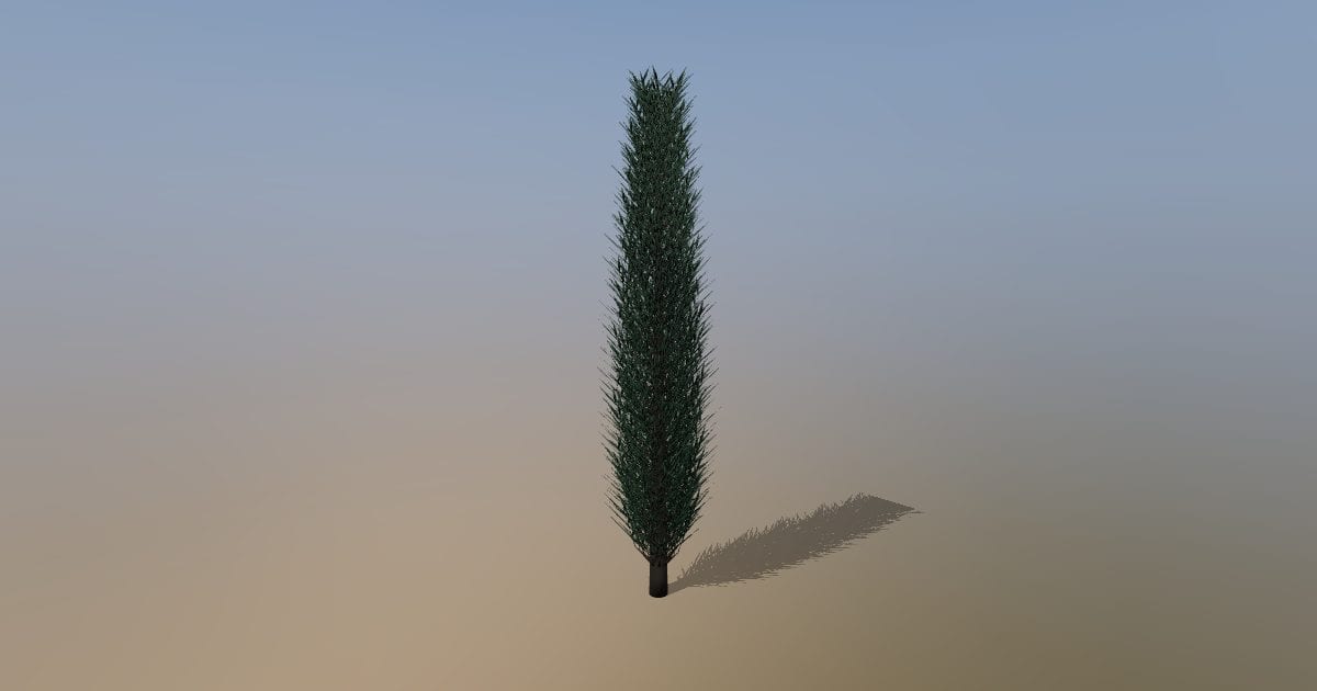 Columnar cypress tree