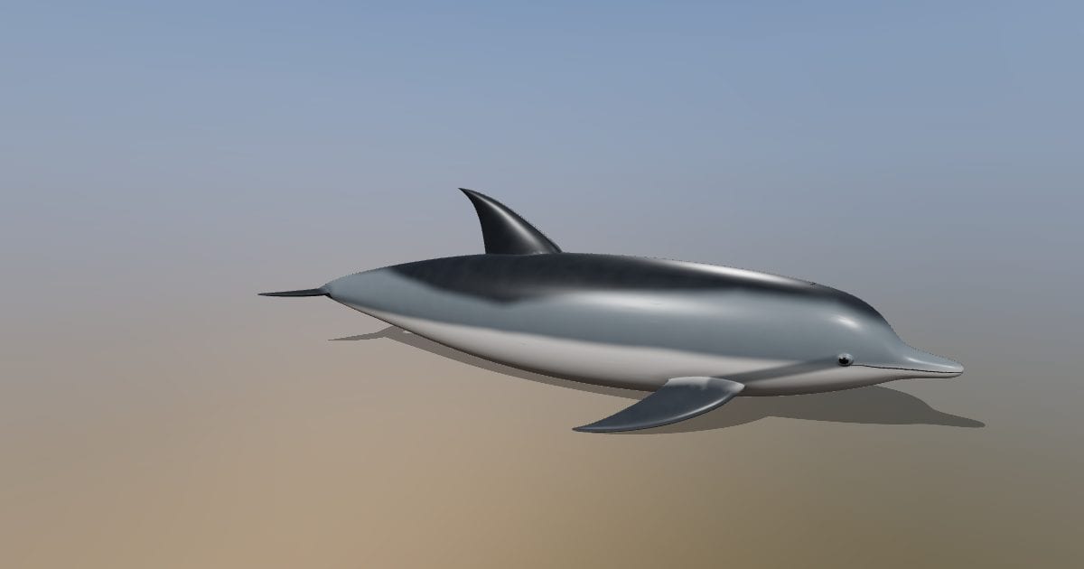 Common bottlenose dolphin