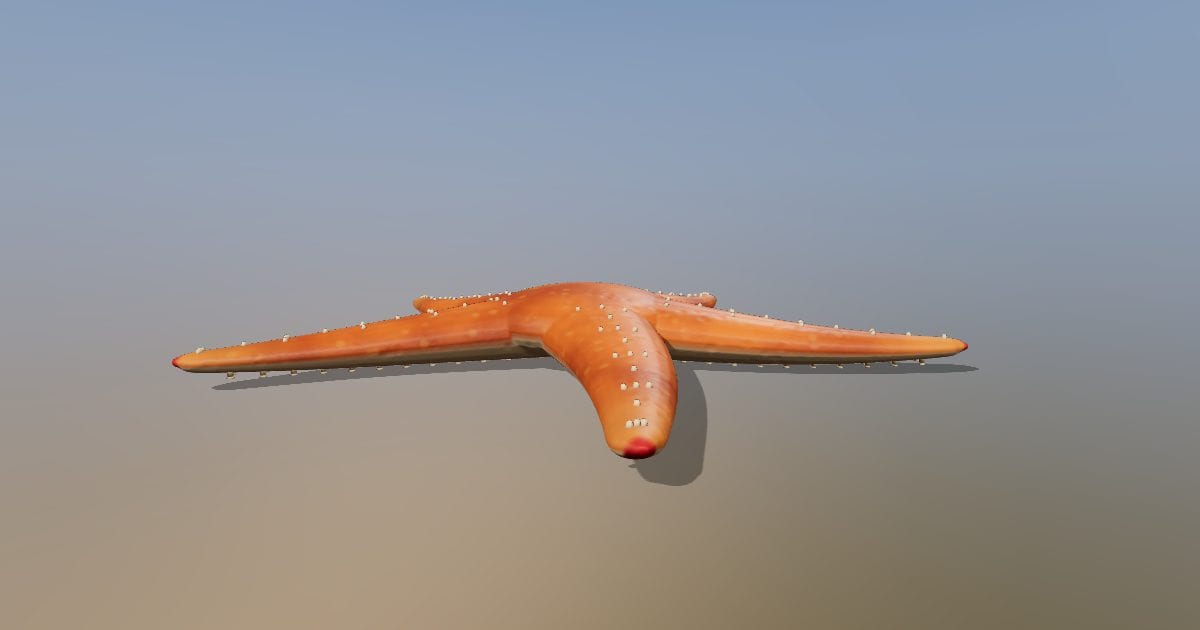 Common starfish