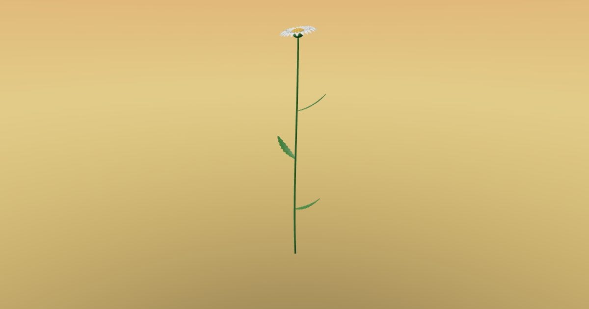 Daisy flower with stem