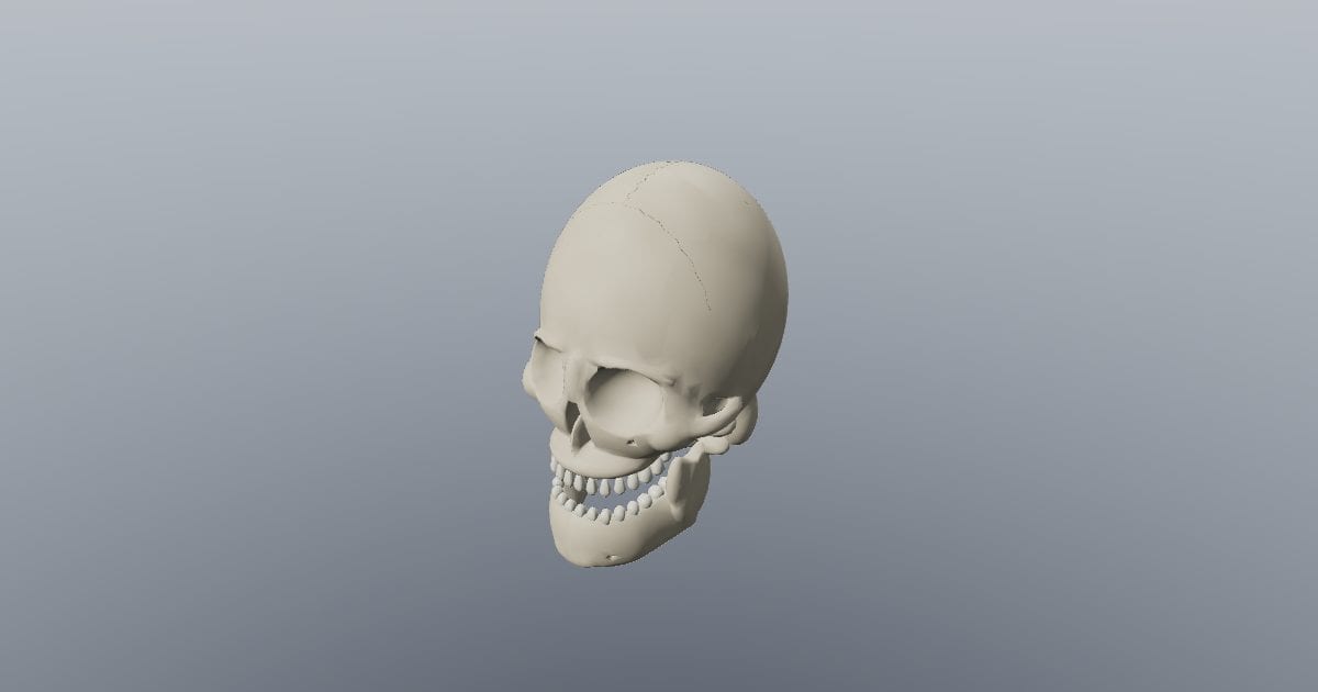 Detailed skull with articulated jaw