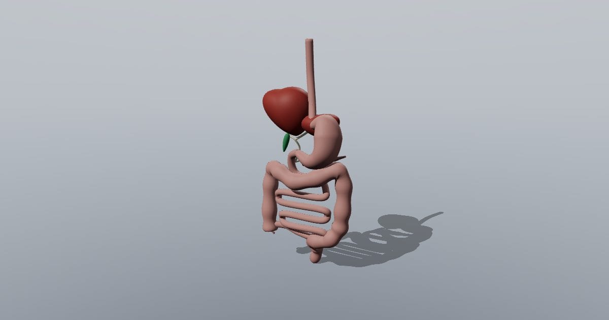 Digestive tract