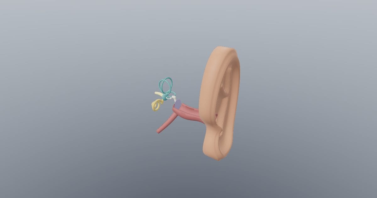 Ear anatomy model