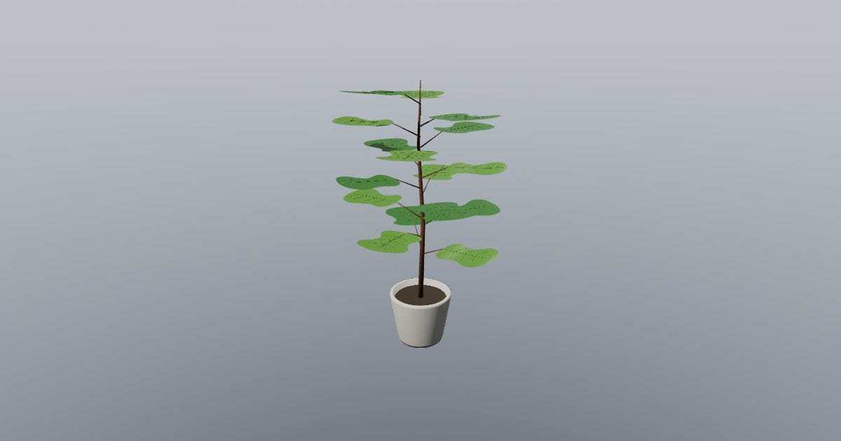 Fiddle Leaf Fig in a pot