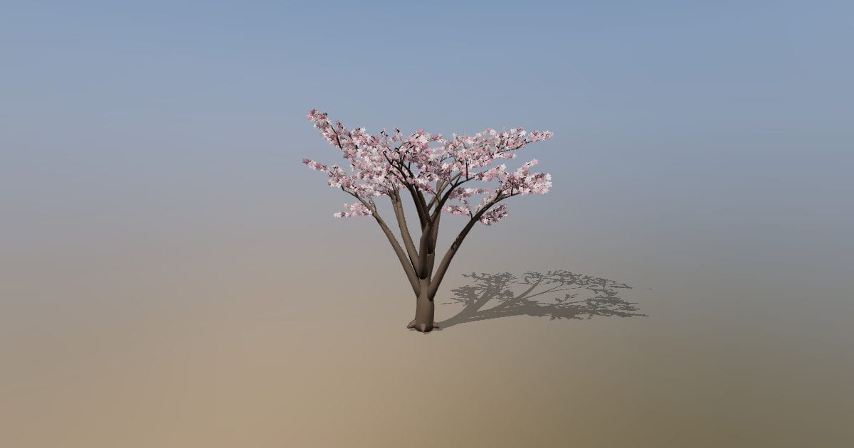 Flowering cherry tree