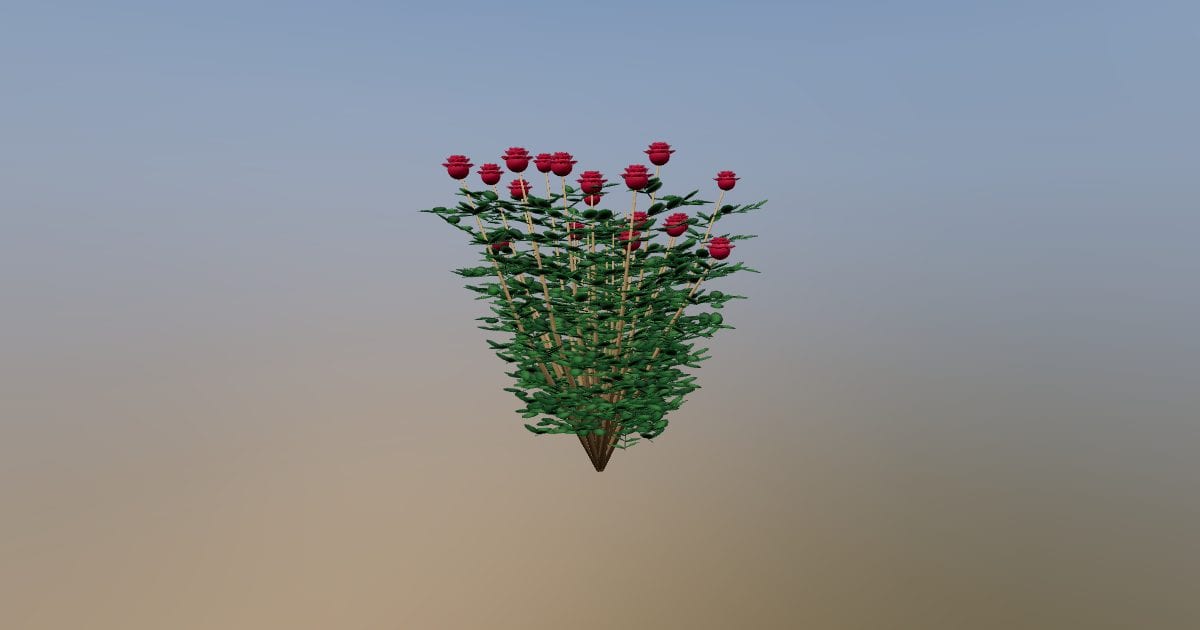Flowering rose bush