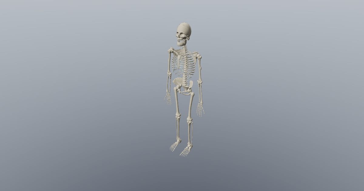 Full adult skeleton, standing