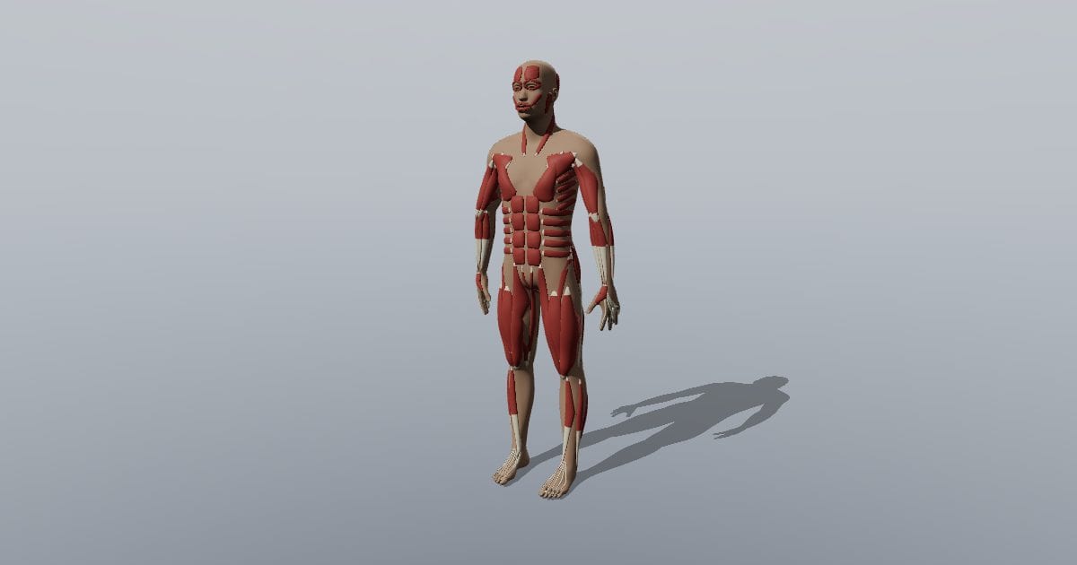 Full-body muscular system - selected deep layer