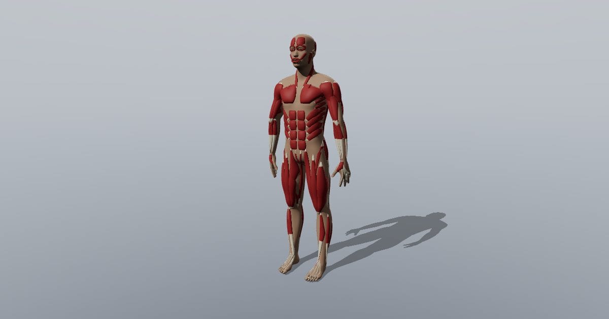 Full-body muscular system - superficial layer