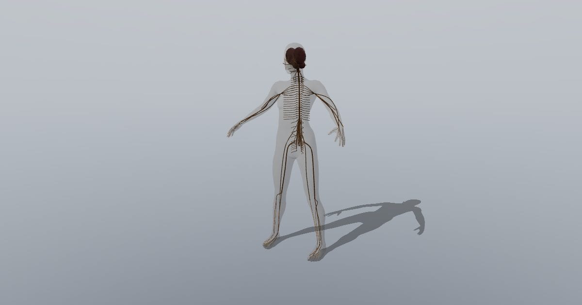 Full-body peripheral nervous system figure