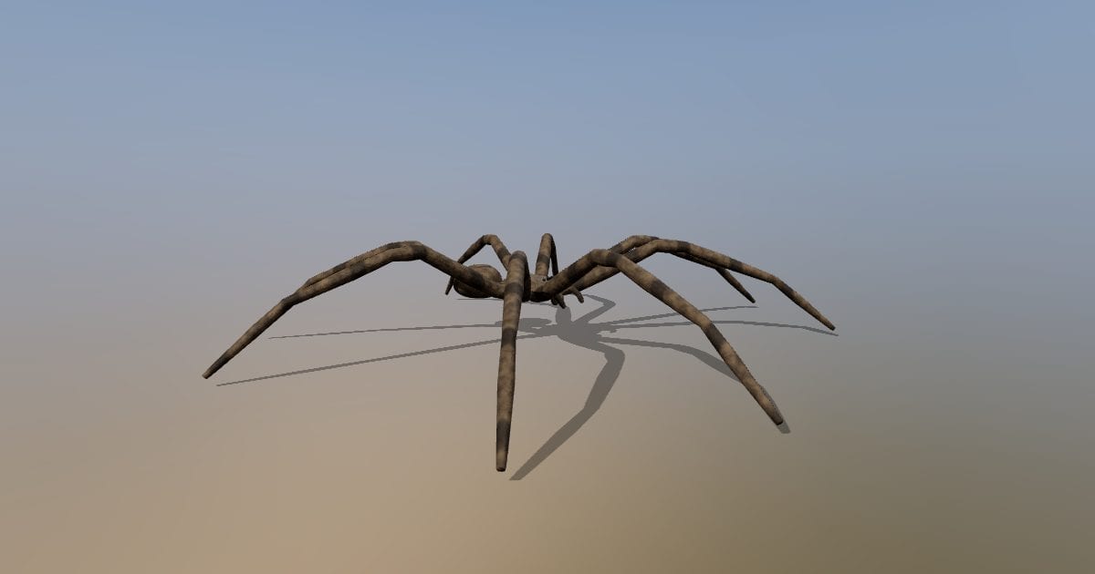 Generalized female huntsman spider