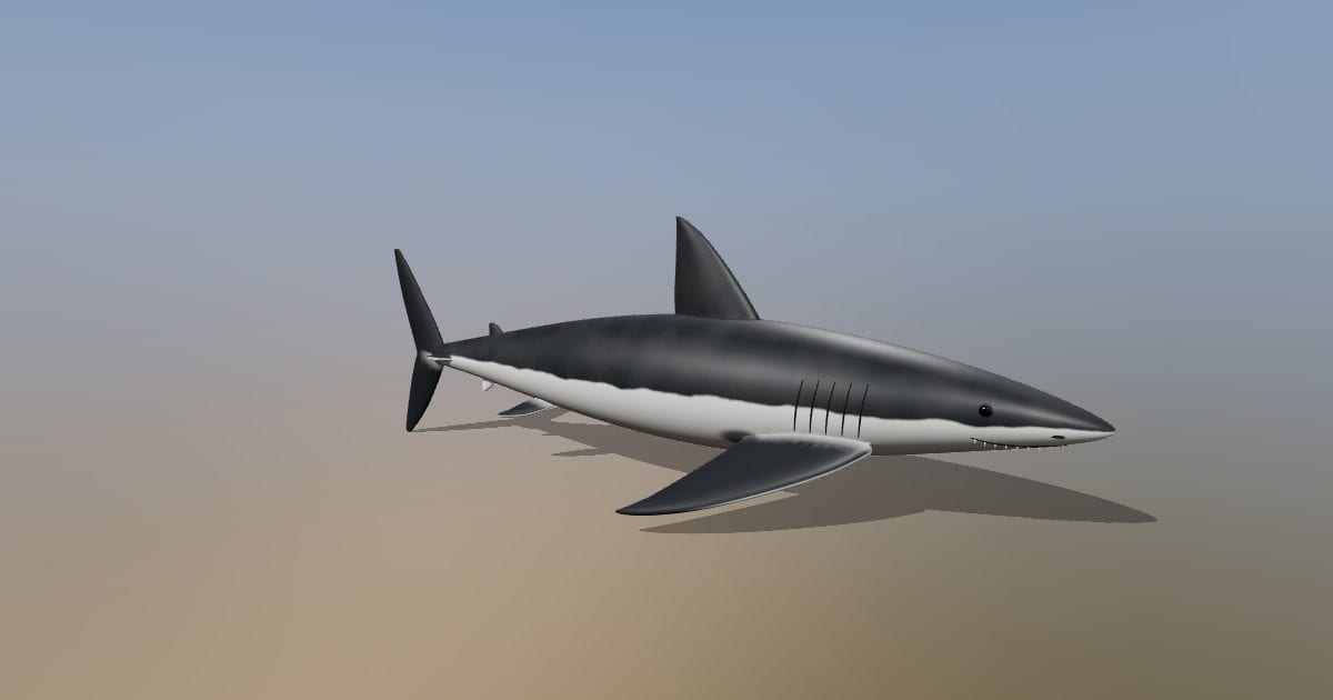 Great white shark