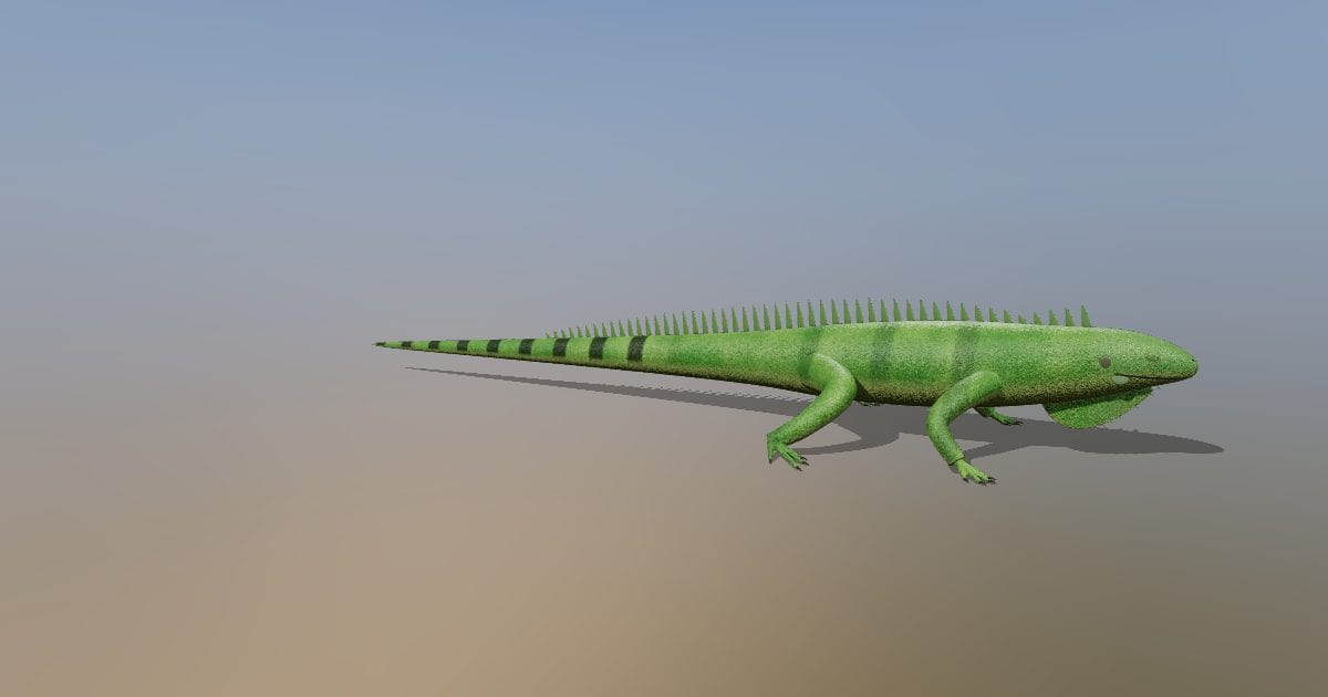 Green iguana