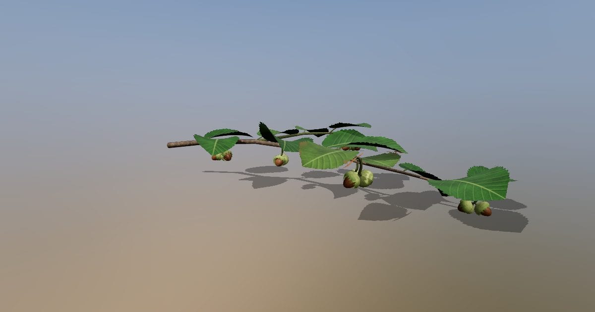 Hazelnut branch with nuts in husks