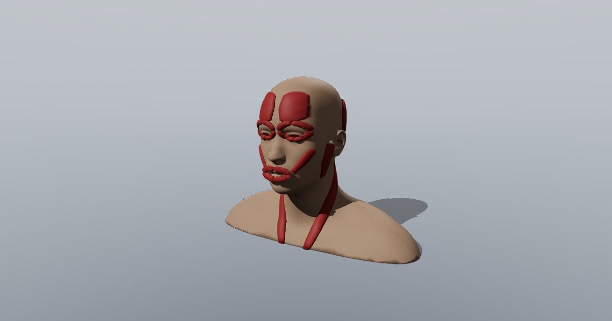 Head and neck muscles