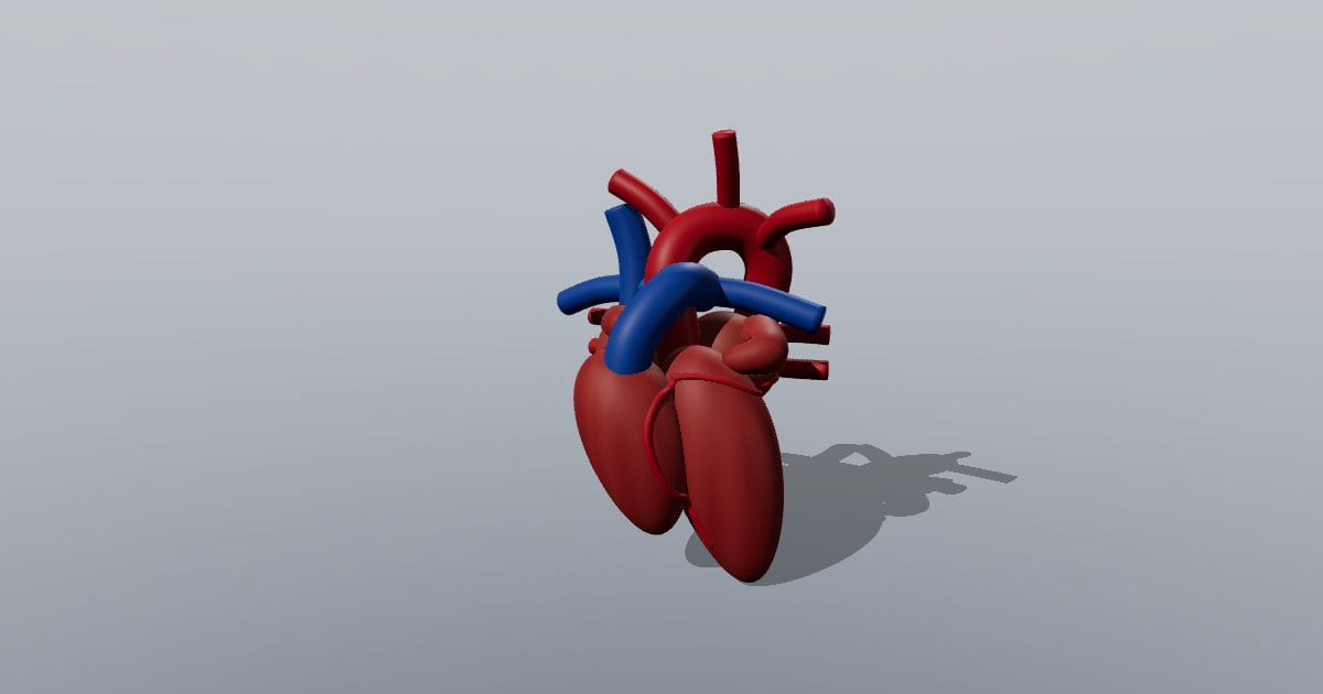 Heart with major blood vessels