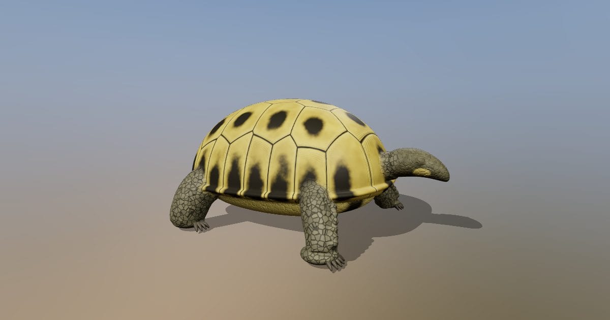 Hermann's tortoise