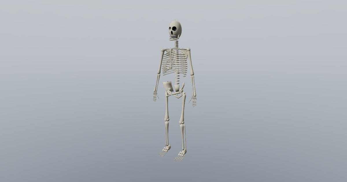 Human skeleton, simplified anatomical study