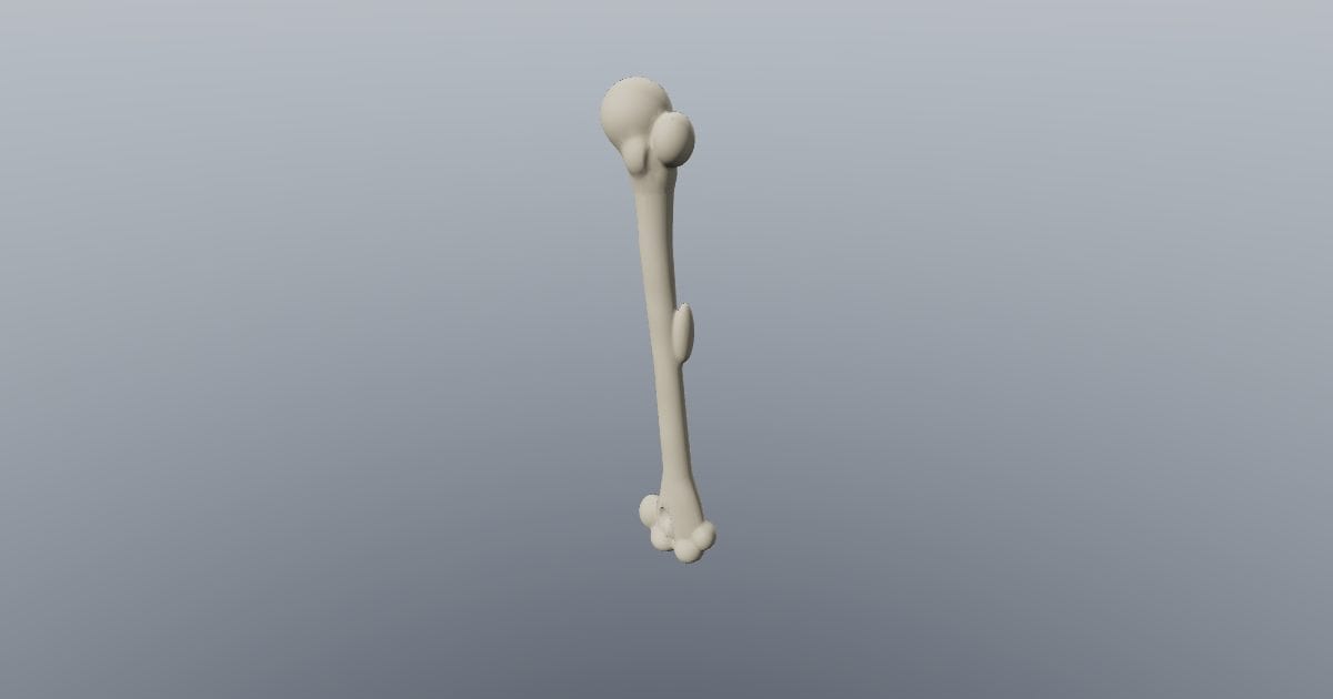 Humerus