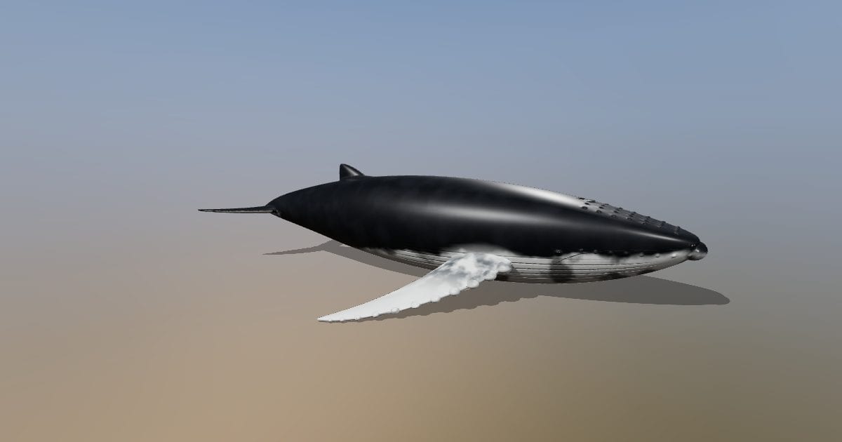 Humpback whale