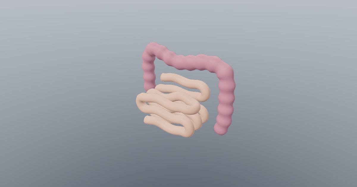 Intestines