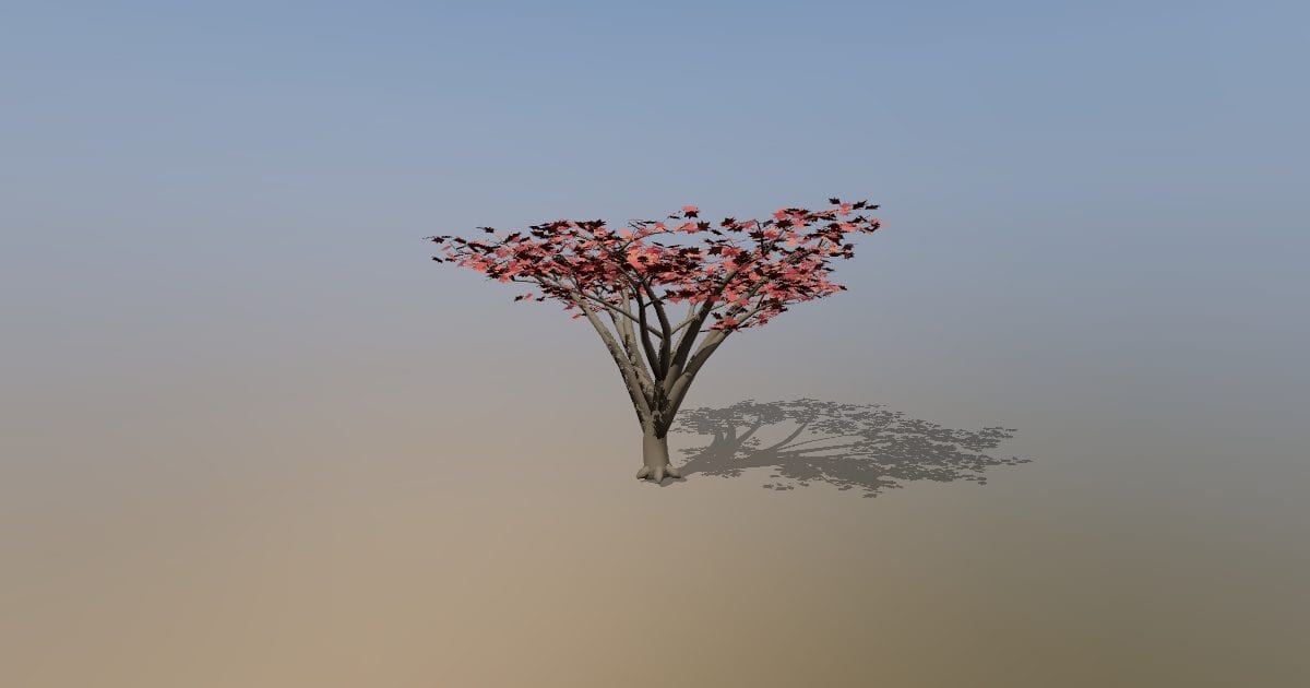 Japanese maple tree