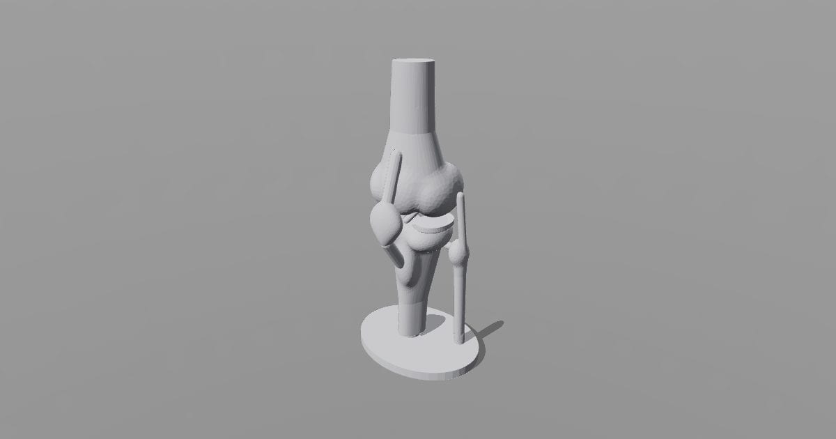 Knee joint study model
