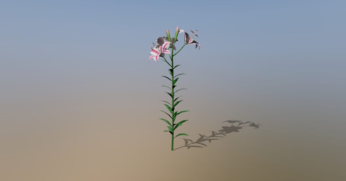Lily / lirio flower (oriental lily stem)