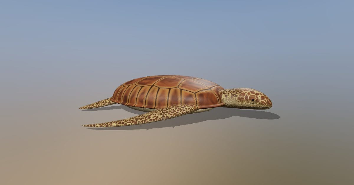 Loggerhead sea turtle