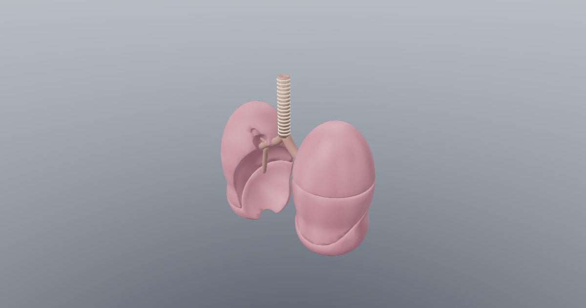Lungs with trachea, respiratory system