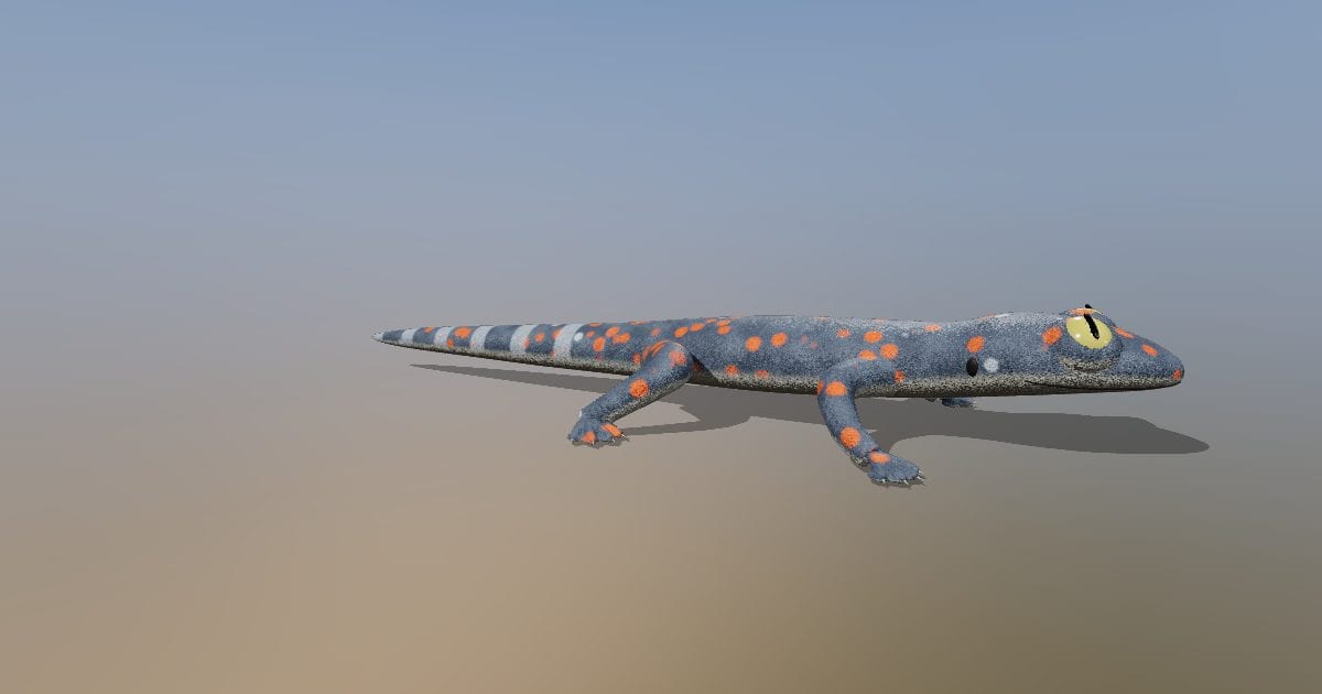 Male red-spotted tokay gecko