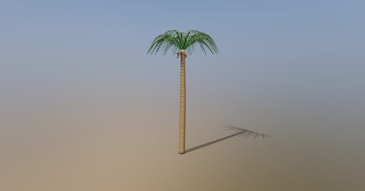 Mature date palm tree