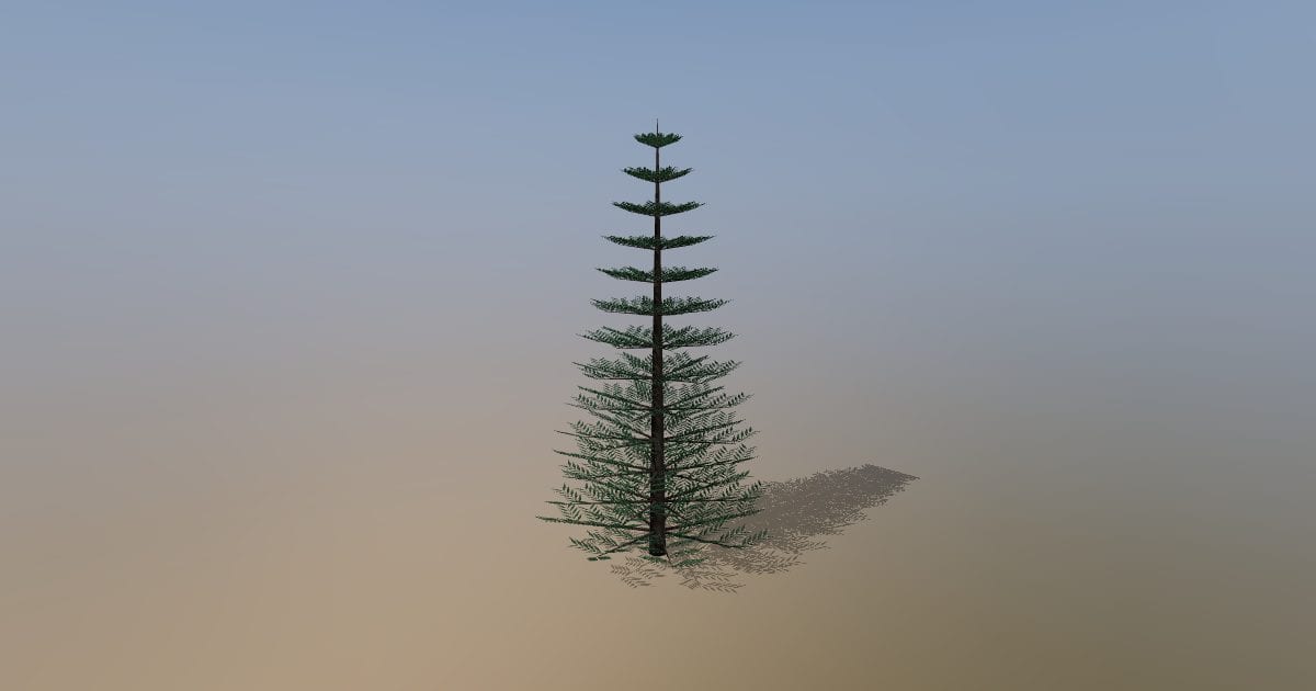 Mature Norway spruce tree