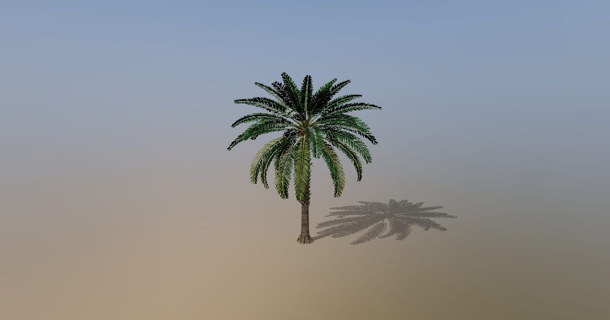 Mature oil palm tree with fruit bunches