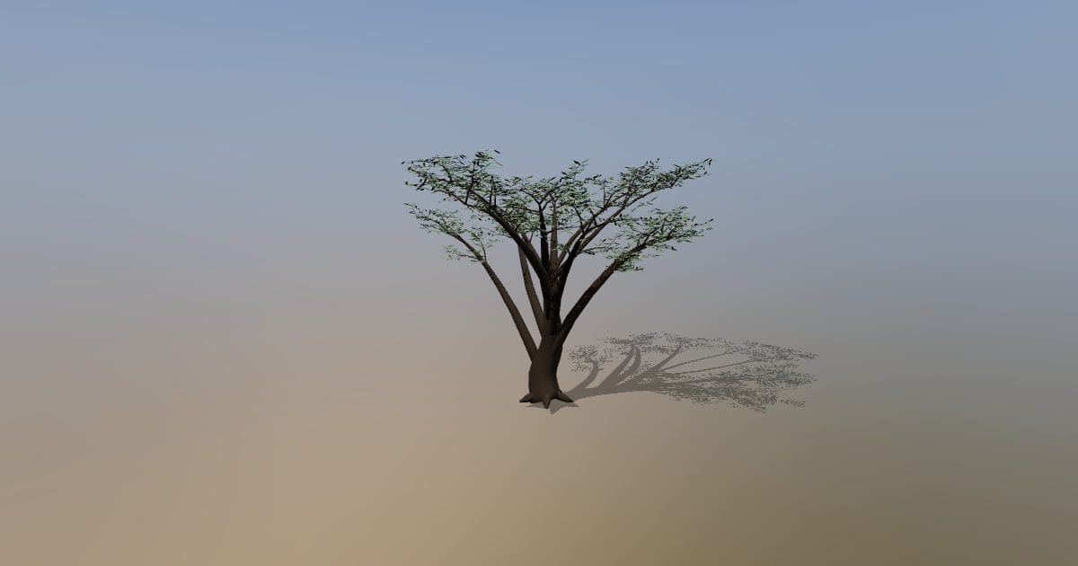 Mature olive tree