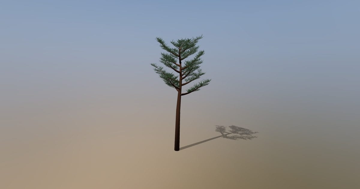 Mature Scots pine tree