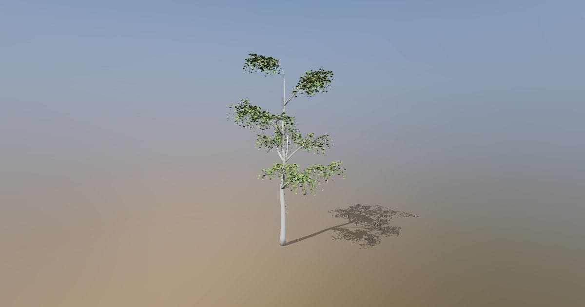 Mature silver birch tree